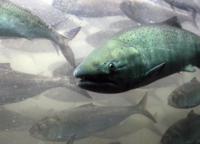 Court Grants Increased Spill to Aid Endangered Columbia/Snake River Salmon